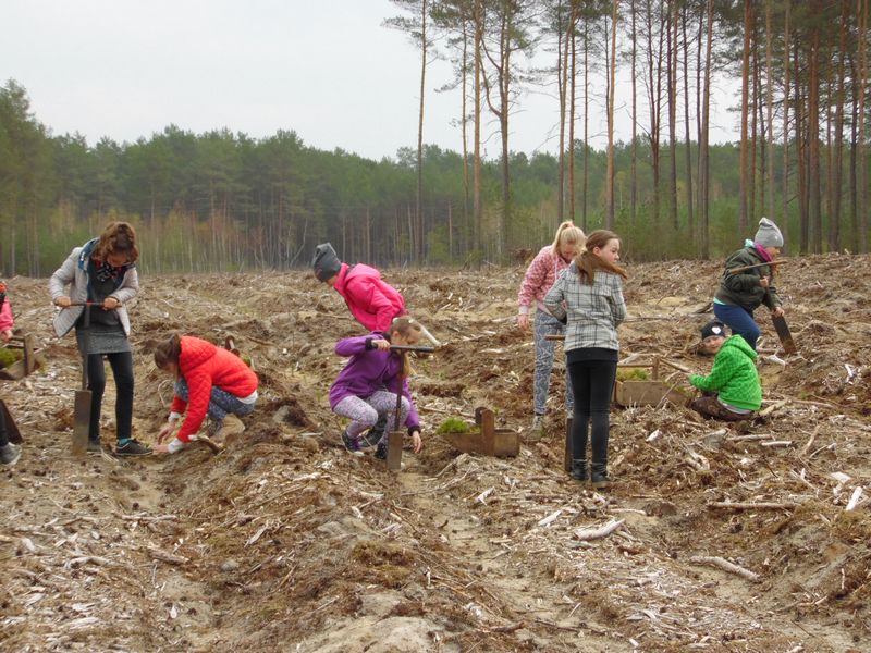 Nowe pokolenie lasu już rośnie...