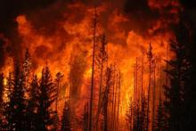 Leśnicy proszą, zauważyłeś ogień alarmuj! W związku z dużym zagorożeniem pożarowym w lasach bądźmy szczególnie ostrożni i uważni!